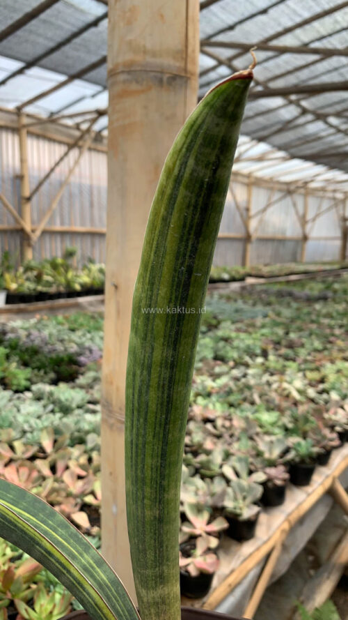 Sansevieria Baseball Variegated, real gallery image #7 plants. Picture taken directly from kaktus.id community Sansevieria farmer green houses.