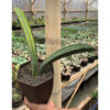 Sansevieria Baseball Variegated, real feature image plant. Picture taken directly from kaktus.id community Sansevieria farmer green houses.