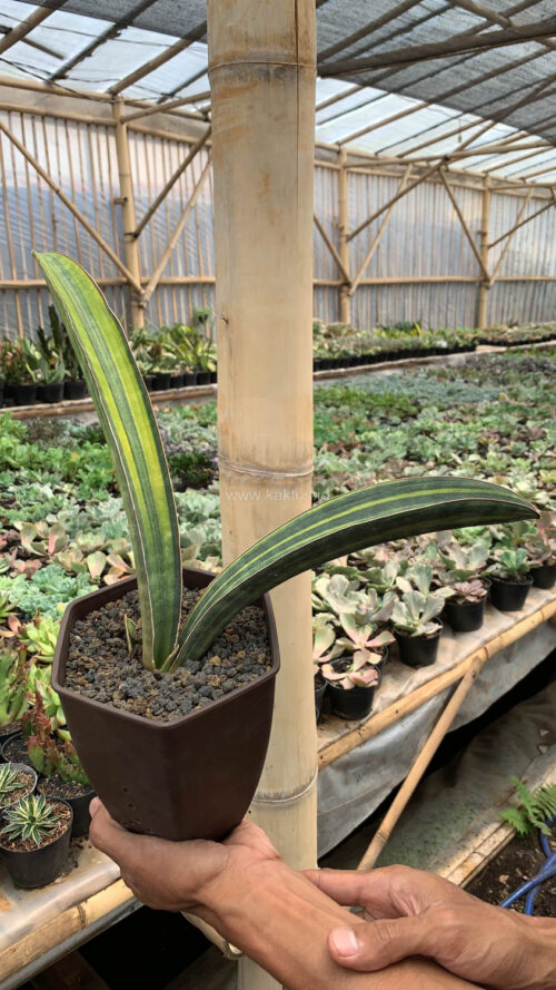 Sansevieria Baseball Variegated, real gallery image #20 plants. Picture taken directly from kaktus.id community Sansevieria farmer green houses.