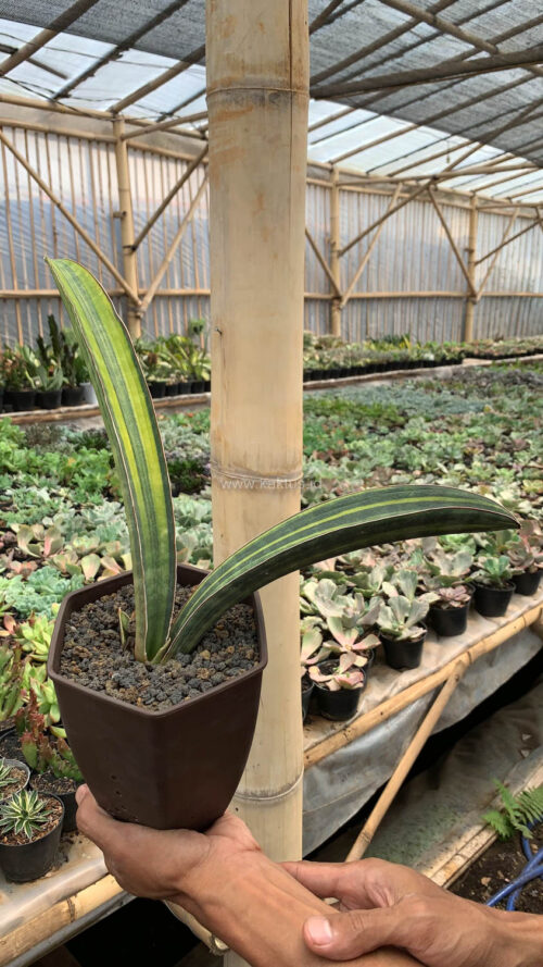 Sansevieria Baseball Variegated, real gallery image #18 plants. Picture taken directly from kaktus.id community Sansevieria farmer green houses.