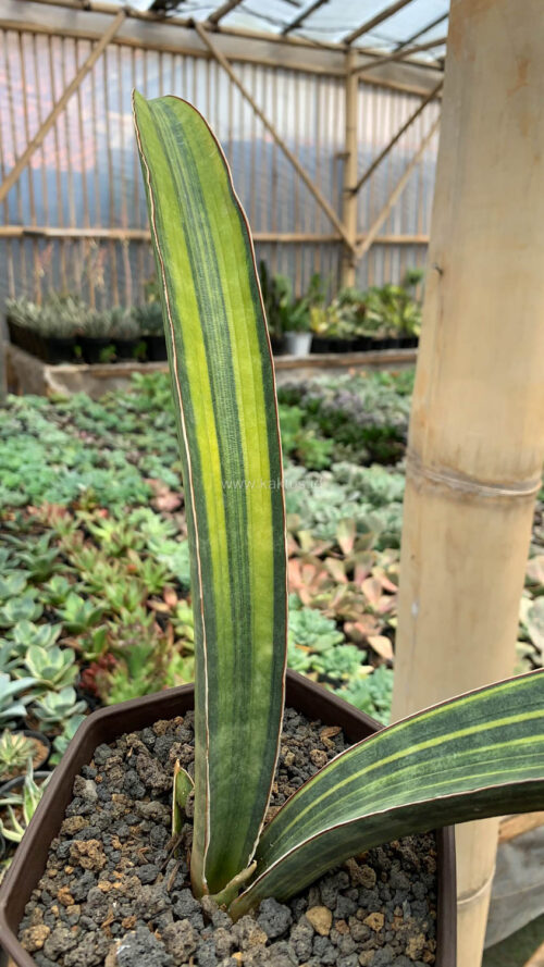 Sansevieria Baseball Variegated, real gallery image #17 plants. Picture taken directly from kaktus.id community Sansevieria farmer green houses.