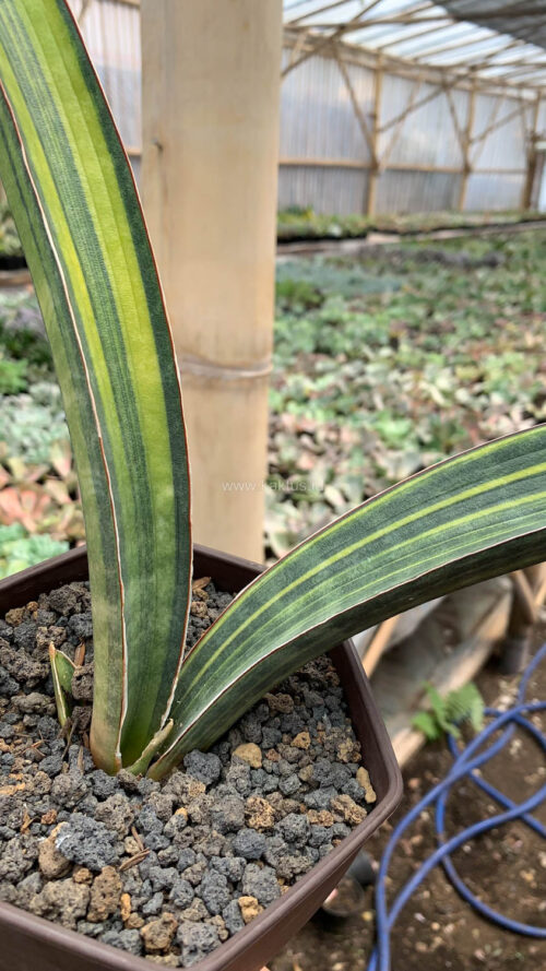 Sansevieria Baseball Variegated, real gallery image #10 plants. Picture taken directly from kaktus.id community Sansevieria farmer green houses.