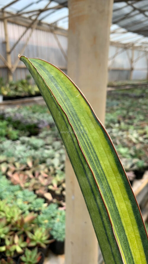 Sansevieria Baseball Variegated, real gallery image #3 plants. Picture taken directly from kaktus.id community Sansevieria farmer green houses.