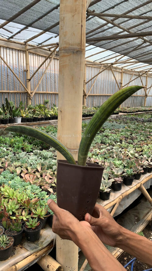 Sansevieria Baseball Variegated, real gallery image #16 plants. Picture taken directly from kaktus.id community Sansevieria farmer green houses.