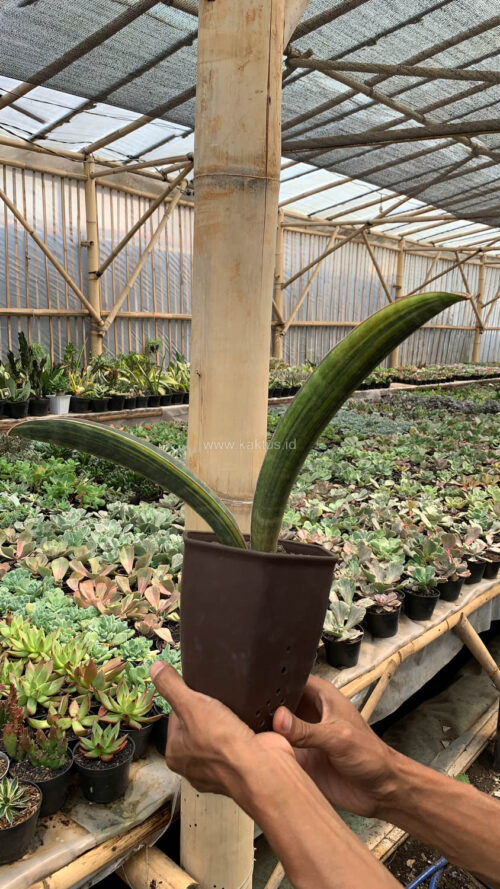 Sansevieria Baseball Variegated, real gallery image #15 plants. Picture taken directly from kaktus.id community Sansevieria farmer green houses.