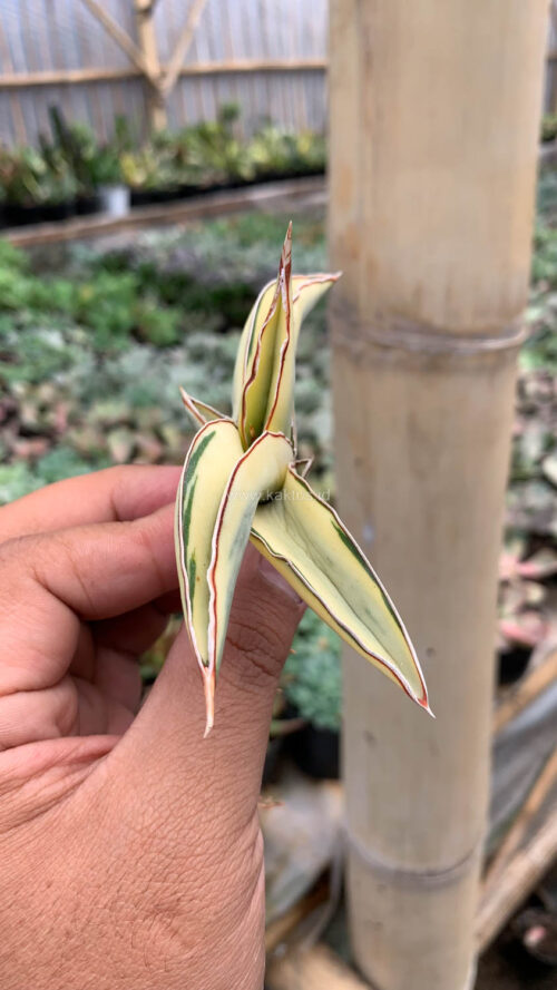 Sansevieria Robusta Dwarf Aurea Variegated, real gallery image #2 plants. Picture taken directly from kaktus.id community Sansevieria farmer green houses.