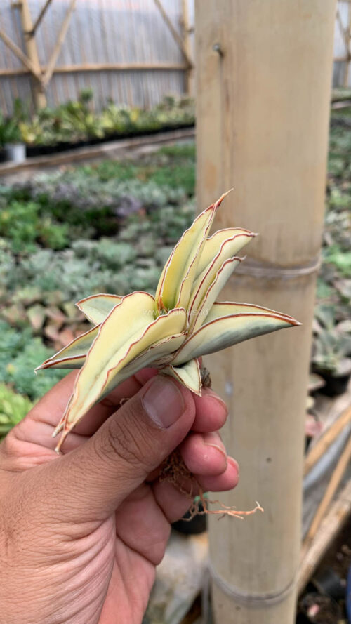 Sansevieria Robusta Dwarf Aurea Variegated, real gallery image #18 plants. Picture taken directly from kaktus.id community Sansevieria farmer green houses.
