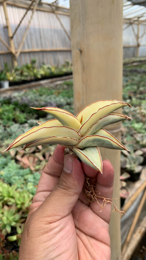 Sansevieria Robusta Dwarf Aurea Variegated, real gallery image #15 plants. Picture taken directly from kaktus.id community Sansevieria farmer green houses.