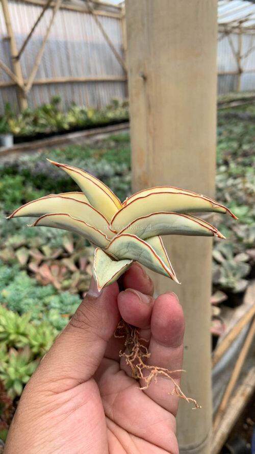 Sansevieria Robusta Dwarf Aurea Variegated, real gallery image #13 plants. Picture taken directly from kaktus.id community Sansevieria farmer green houses.