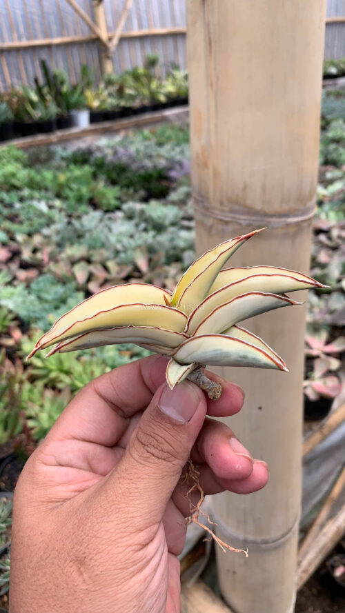 Sansevieria Robusta Dwarf Aurea Variegated, real gallery image #12 plants. Picture taken directly from kaktus.id community Sansevieria farmer green houses.