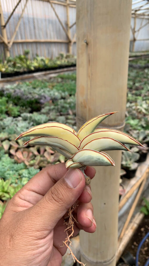 Sansevieria Robusta Dwarf Aurea Variegated, real gallery image #20 plants. Picture taken directly from kaktus.id community Sansevieria farmer green houses.
