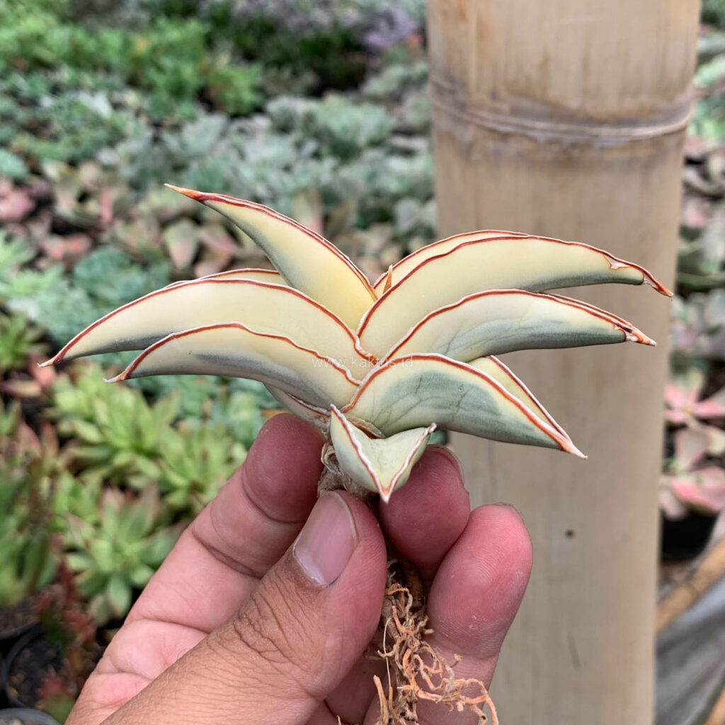kaktus.id