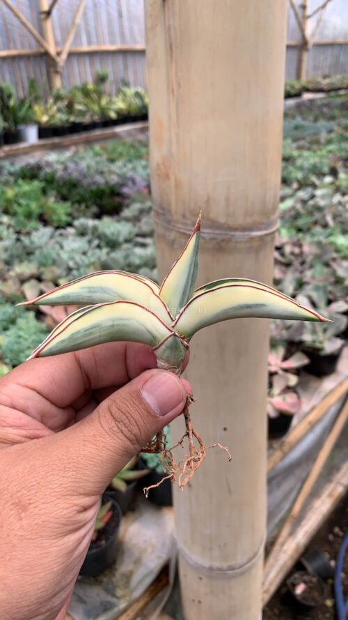 Sansevieria Robusta Dwarf Aurea Variegated, real gallery image #9 plants. Picture taken directly from kaktus.id community Sansevieria farmer green houses.