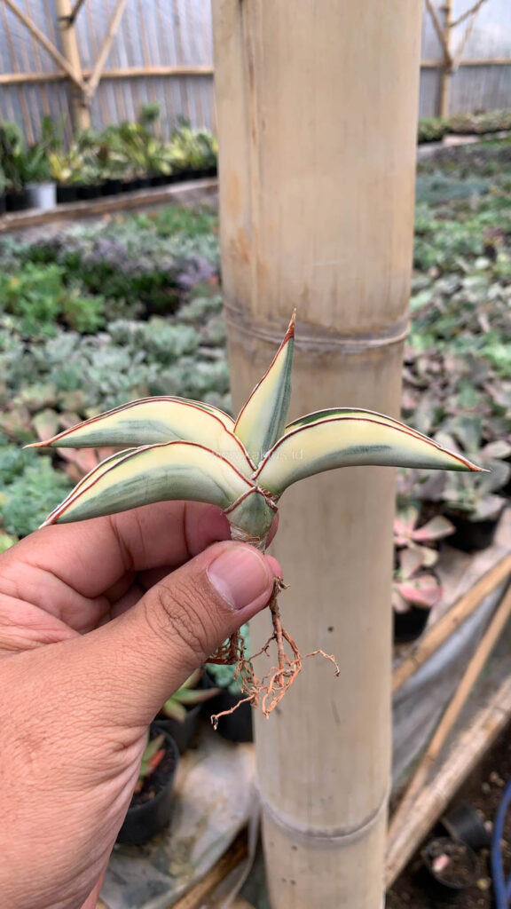 kaktus.id