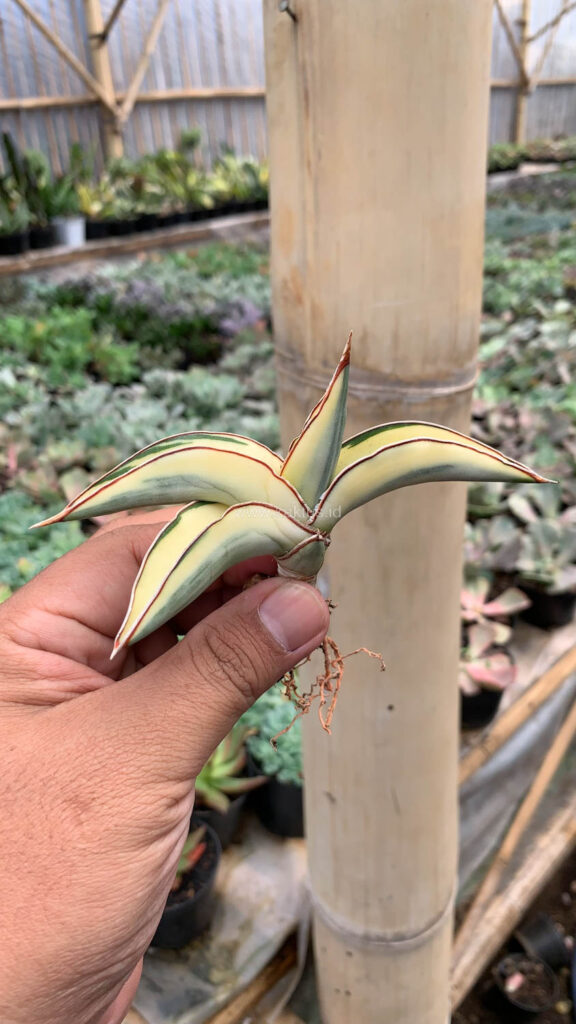 kaktus.id