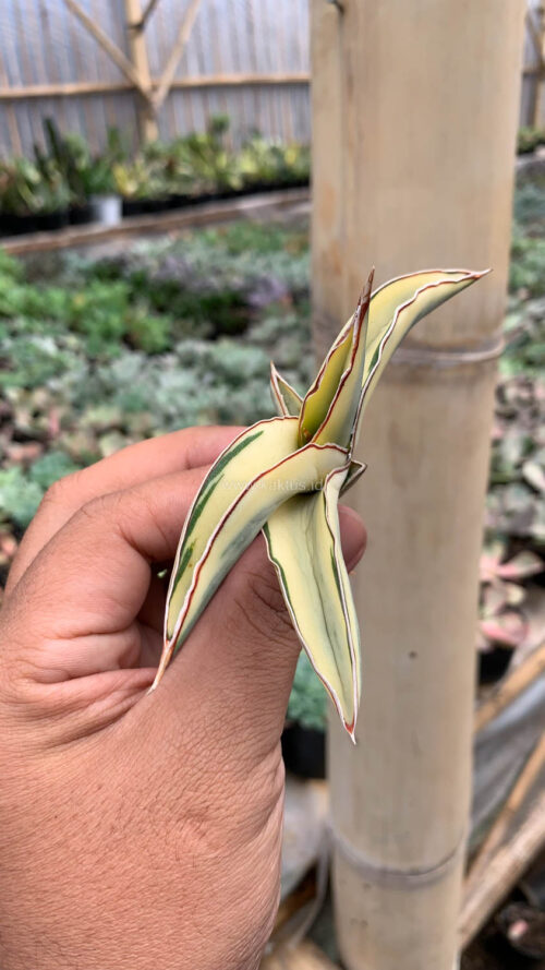 Sansevieria Robusta Dwarf Aurea Variegated, real gallery image #5 plants. Picture taken directly from kaktus.id community Sansevieria farmer green houses.