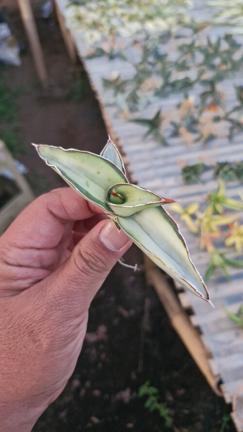 Sansevieria Robusta Dwarf Aurea Variegated, real gallery image #8 plants. Picture taken directly from kaktus.id community Sansevieria farmer green houses.