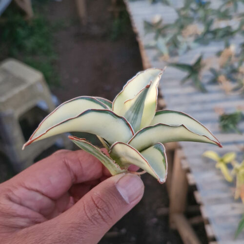 Sansevieria Robusta Dwarf Aurea Variegated, real gallery image #6 plants. Picture taken directly from kaktus.id community Sansevieria farmer green houses.