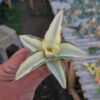 Sansevieria Robusta Dwarf Aurea Variegated, real gallery image #24 plants. Picture taken directly from kaktus.id community Sansevieria farmer green houses.