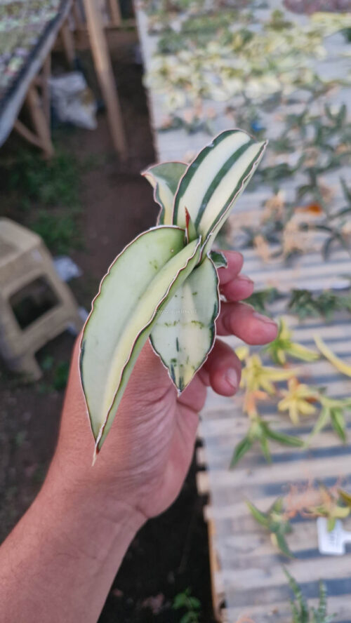 Sansevieria Robusta Dwarf Aurea Variegated, real gallery image #4 plants. Picture taken directly from kaktus.id community Sansevieria farmer green houses.
