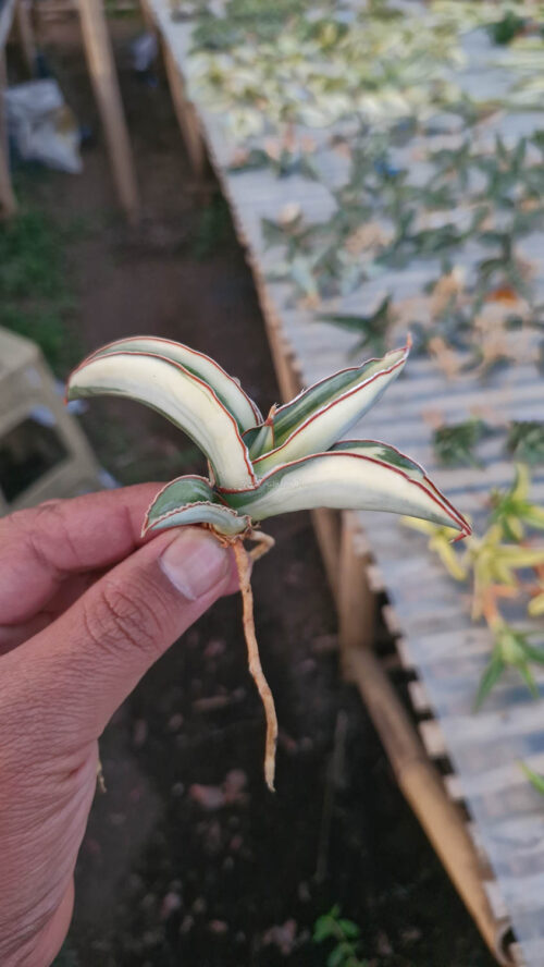 Sansevieria Robusta Dwarf Aurea Variegated, real gallery image #16 plants. Picture taken directly from kaktus.id community Sansevieria farmer green houses.