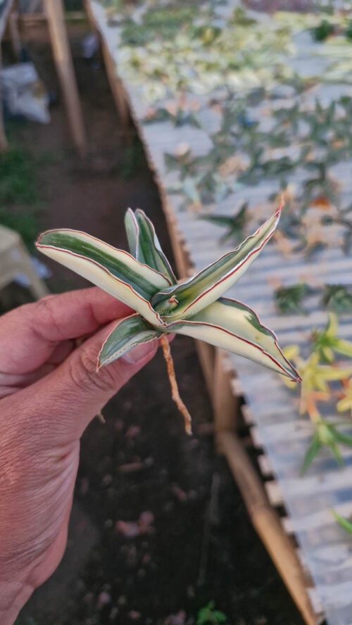 Sansevieria Robusta Dwarf Aurea Variegated, real gallery image #3 plants. Picture taken directly from kaktus.id community Sansevieria farmer green houses.
