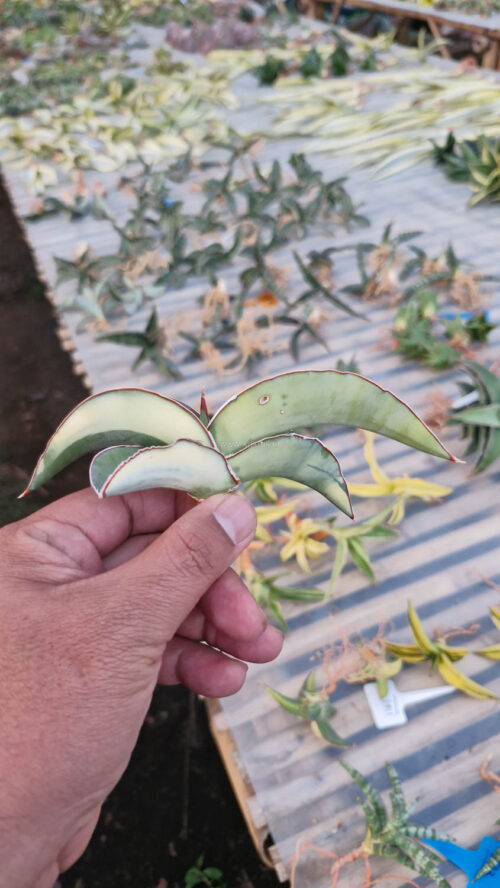 Sansevieria Robusta Dwarf Aurea Variegated, real gallery image #22 plants. Picture taken directly from kaktus.id community Sansevieria farmer green houses.