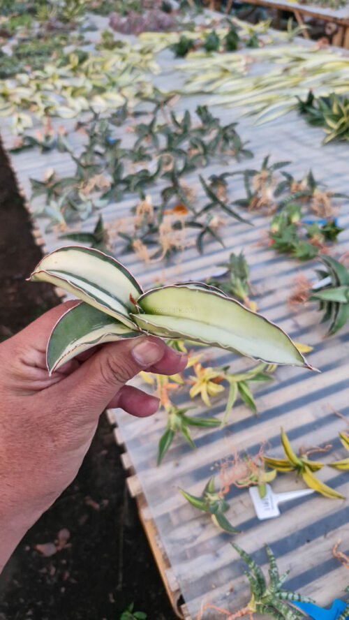Sansevieria Robusta Dwarf Aurea Variegated, real gallery image #23 plants. Picture taken directly from kaktus.id community Sansevieria farmer green houses.