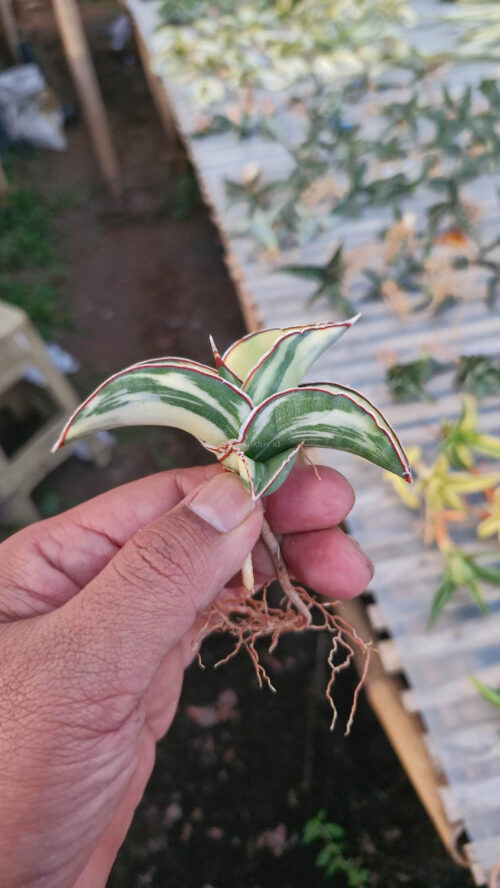 Sansevieria Robusta Dwarf Aurea Variegated, real gallery image #17 plants. Picture taken directly from kaktus.id community Sansevieria farmer green houses.