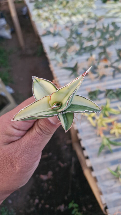 Sansevieria Robusta Dwarf Aurea Variegated, real gallery image #11 plants. Picture taken directly from kaktus.id community Sansevieria farmer green houses.