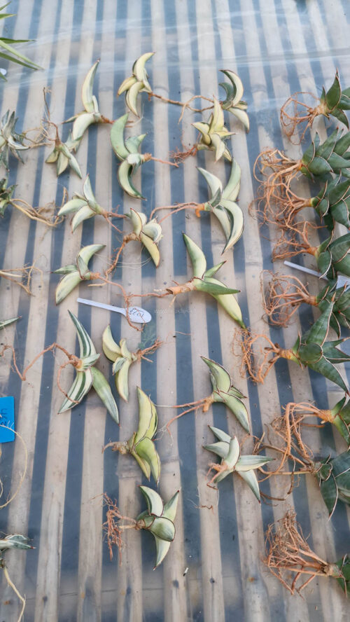 Sansevieria Robusta Dwarf Aurea Variegated, real gallery image #21 plants. Picture taken directly from kaktus.id community Sansevieria farmer green houses.