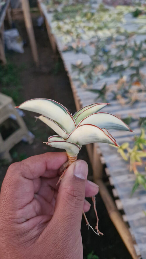 Sansevieria Robusta Dwarf Aurea Variegated, real gallery image #1 plants. Picture taken directly from kaktus.id community Sansevieria farmer green houses.