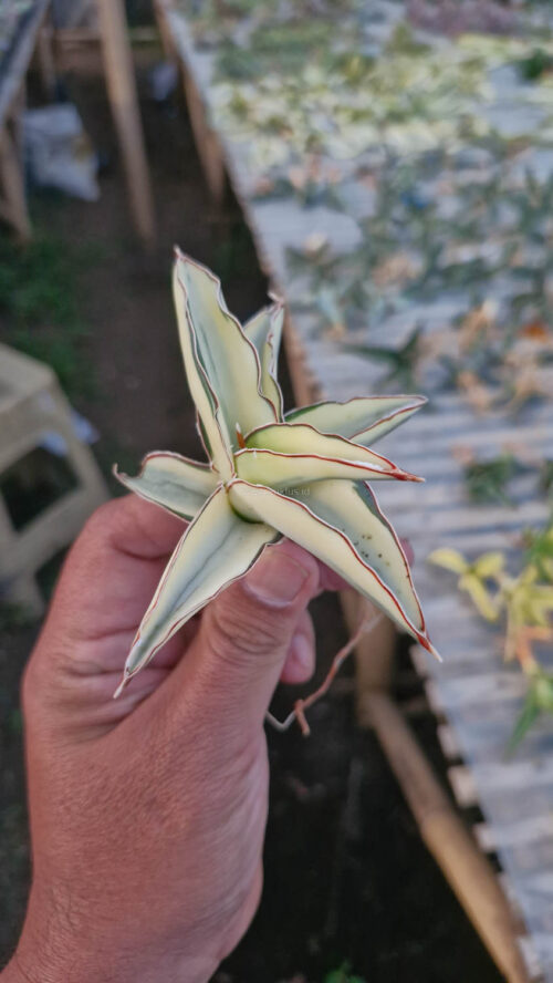 Sansevieria Robusta Dwarf Aurea Variegated, real gallery image #10 plants. Picture taken directly from kaktus.id community Sansevieria farmer green houses.