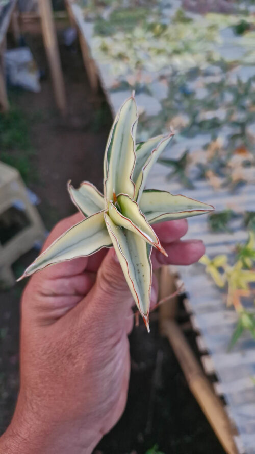 Sansevieria Robusta Dwarf Aurea Variegated, real gallery image #14 plants. Picture taken directly from kaktus.id community Sansevieria farmer green houses.