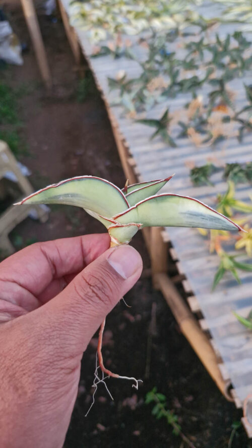 Sansevieria Robusta Dwarf Aurea Variegated, real gallery image #19 plants. Picture taken directly from kaktus.id community Sansevieria farmer green houses.