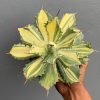 Agave Isthmensis Striata Variegated, real feature image plant. Picture taken directly from kaktus.id community Agave farmer green houses.
