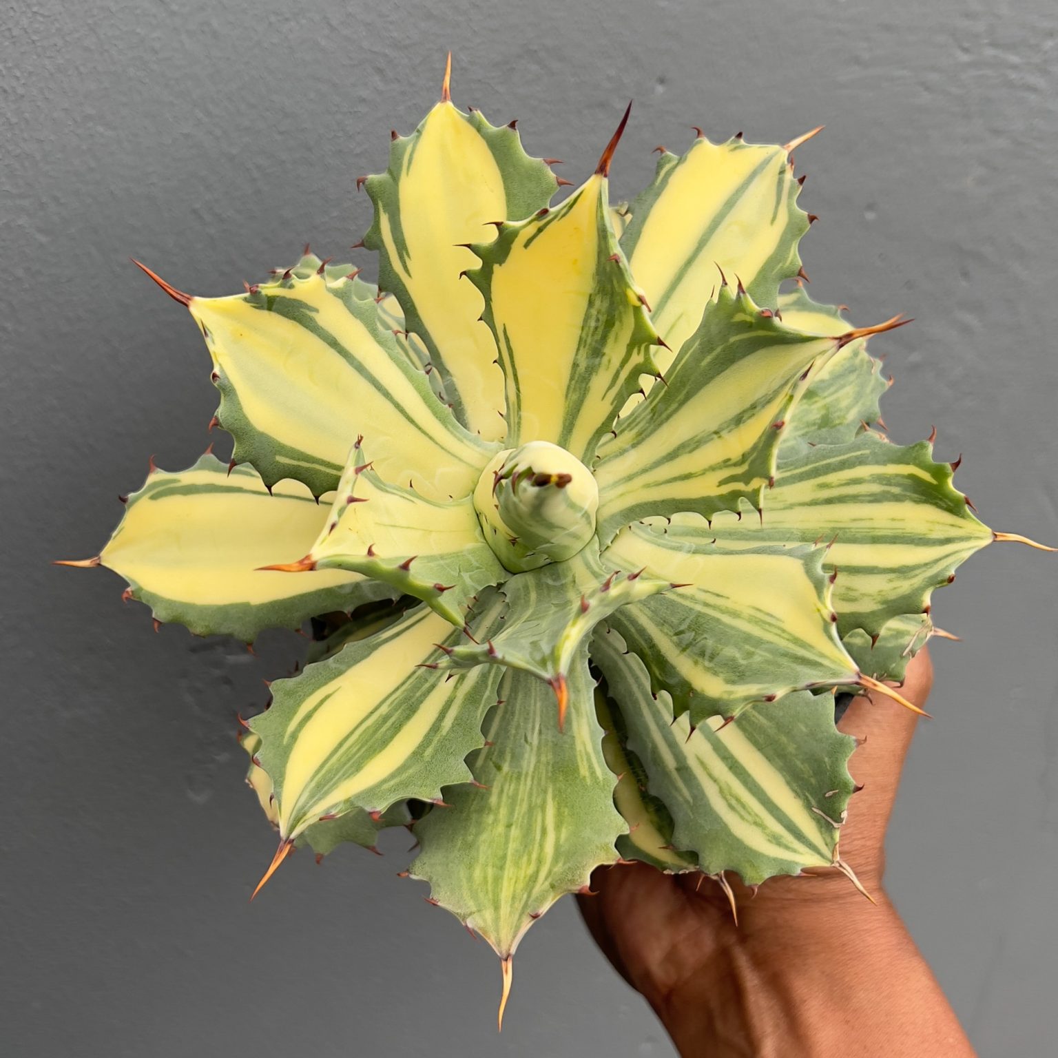 Agave Isthmensis Striata Variegated, real feature image plant. Picture taken directly from kaktus.id community Agave farmer green houses.