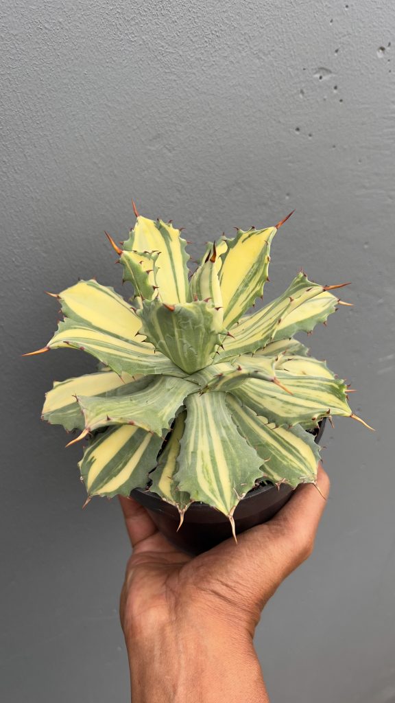 kaktus.id