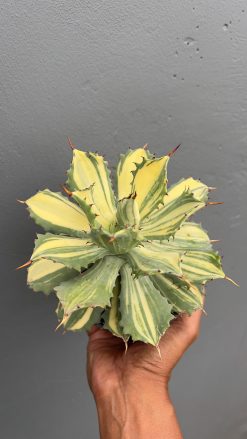 Agave Isthmensis Striata Variegated, real gallery image #4 plants. Picture taken directly from kaktus.id community Agave farmer green houses.