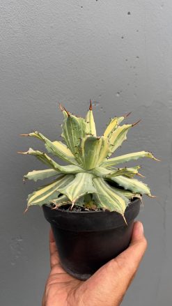 Agave Isthmensis Striata Variegated, real gallery image #1 plants. Picture taken directly from kaktus.id community Agave farmer green houses.