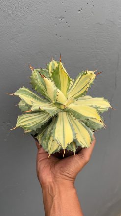 Agave Isthmensis Striata Variegated, real gallery image #5 plants. Picture taken directly from kaktus.id community Agave farmer green houses.