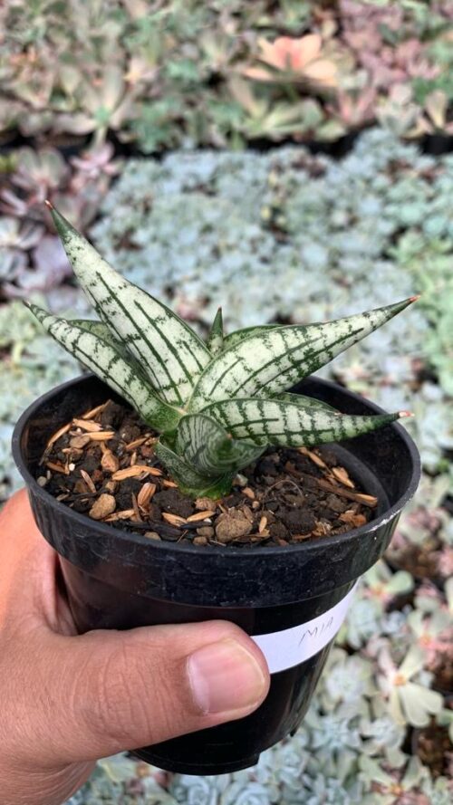 Sansevieria Mia, real gallery image #16 plants. Picture taken directly from kaktus.id community Sansevieria farmer green houses.