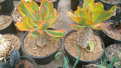 Euphorbia Poissonii Variegated Pot 10 cm, real gallery image #6 plants. Picture taken directly from kaktus.id community Euphorbia farmer green houses.