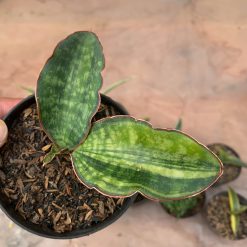 Sansevieria Macrophylla Variegated, real gallery image #5 plants. Picture taken directly from kaktus.id community Sansevieria farmer green houses.