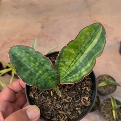 Sansevieria Macrophylla Variegated, real gallery image #4 plants. Picture taken directly from kaktus.id community Sansevieria farmer green houses.