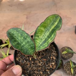 Sansevieria Macrophylla Variegated, real gallery image #1 plants. Picture taken directly from kaktus.id community Sansevieria farmer green houses.