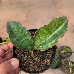 Sansevieria Macrophylla Variegated, real gallery image #2 plants. Picture taken directly from kaktus.id community Sansevieria farmer green houses.