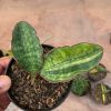 Sansevieria Macrophylla Variegated, real feature image plant. Picture taken directly from kaktus.id community Sansevieria farmer green houses.