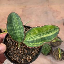 Sansevieria Macrophylla Variegated, real feature image plant. Picture taken directly from kaktus.id community Sansevieria farmer green houses.