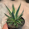 Agave Burn Burgundy Variegated, real feature image plant. Picture taken directly from kaktus.id community Agave farmer green houses.